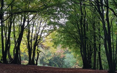 A forest glade, with an empty bench