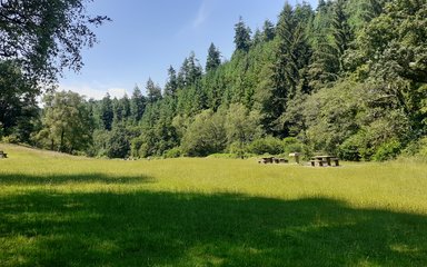 Grassy meadow surrounded by conifer trees