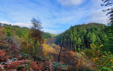 Cardinham Woods autumn viewpoint