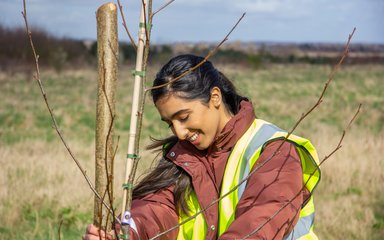 woman planting tree in open field
