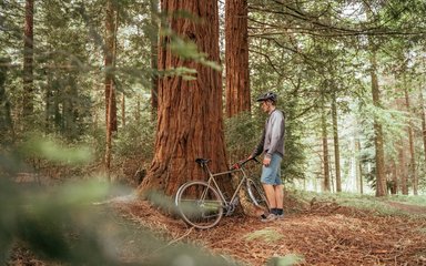 Cyclist and redwood tree