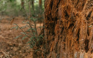 Redwood tree shoot