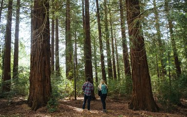 Two people and Redwood trees