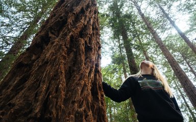 Woman and redwood