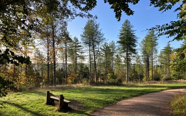 Wendover Woods