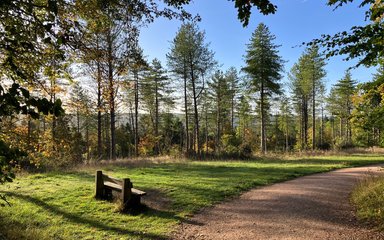 Wendover Woods