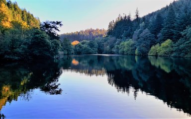 A view of a lake surrounded by forest