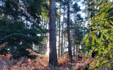 A winter sunrise in the New Forest