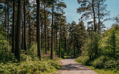 Forest path on a sunny day