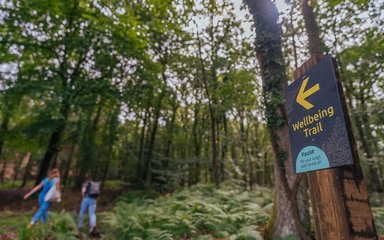 people in forest 