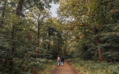Two people walking in a forest along a gravel path