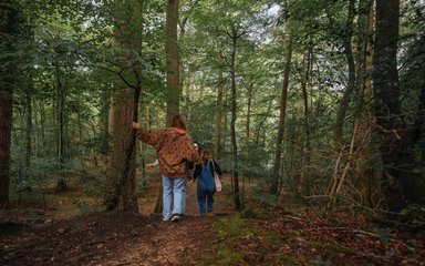 Group of friends walking through a broadleaf forest in the summer