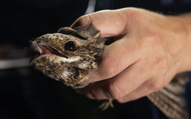 Adult nightjar being held by qualified bird ringer