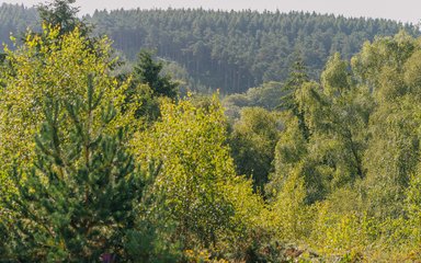 Panorama of a forest with heathland foreground