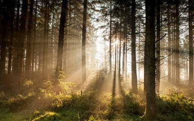 Sun in the trees