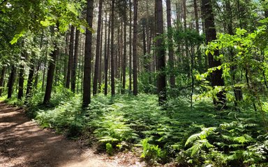 Forest walking trail 