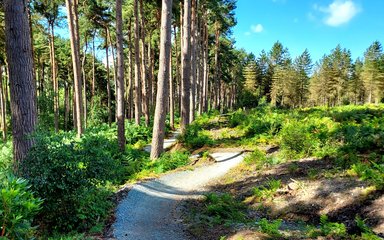 Delamere Forest Blue trail