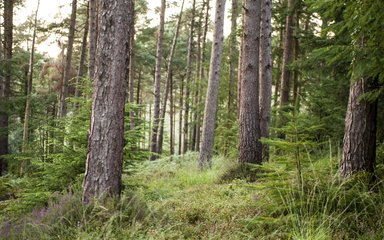 Conifer trees in springtime