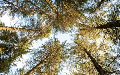 Trees/sky