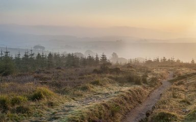Path winding through brush and young trees at sunset