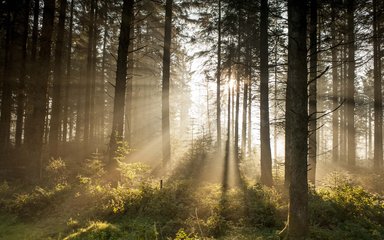 Sun through the trees