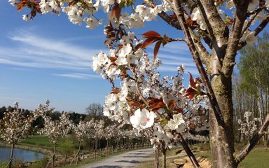 Bedgebury Cherry Blossom avenue
