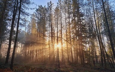 Sunlight through the trees