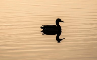 duck generic