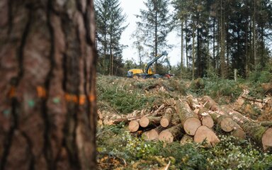 Looking past a conifer tree to a distant harvesting machine
