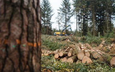 Looking past a conifer tree to a distant harvesting machine