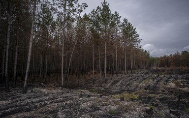 Result of forest fire