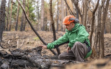 Forestry England worker looking at fire damaged habitats