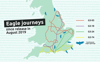 Map of eagle flights across England