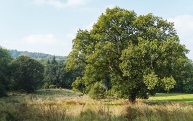 An open grown oak tree standing in a mixed habitat