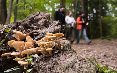 Fungi growing on a log with three people walking in the background