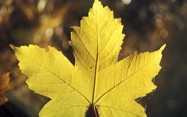 Close-up of a yellow, autumnal sycamore leaf