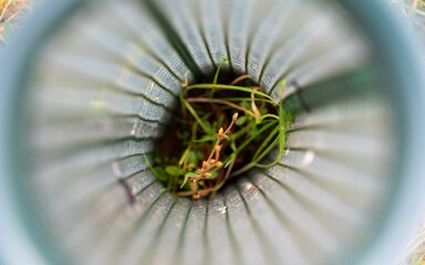 Close-up image of a birch tree sapling growing within tree guard