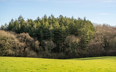 Image of new woodland creation site in Devon, showing open arable fields meeting existing woodland