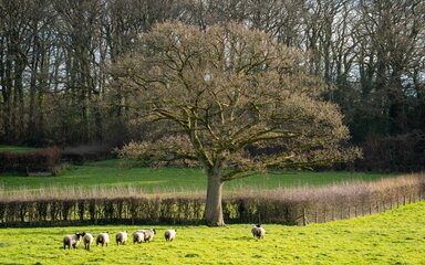 Image of new woodland creation site in Devon, showing grazing sheep on open field, with mature tree in background