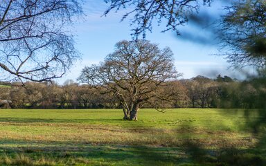 Photo of single mature tree in green field, with trees bordering foreground