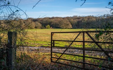 Photo of open gate leading into green field, with mature woodland in the distance