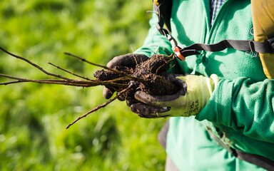 Image of Forestry England staff member holding tree sapling ready to be planted