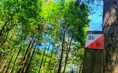 Orienteering post within forest on summer day