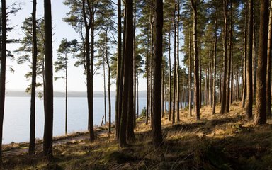 Kielder Forest and Water Park view through trees