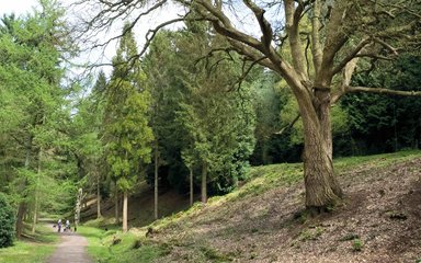 Path through the trees 