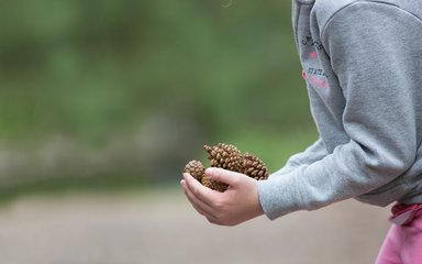 Child collecting fir cones in the forest