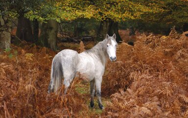 A wild pony grazing in the New Forest 