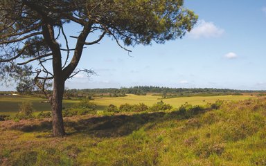 Views over the heather and open forest in the New Forest 