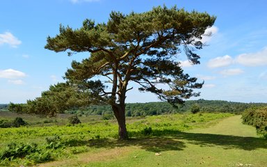 The open forest landscape within the New Forest National Park 