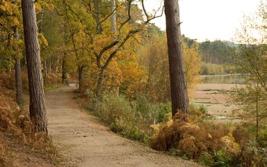 Forest with lakeside path 